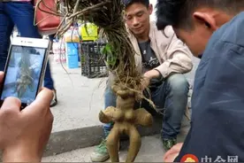 湖北男子卖女性何首乌 何首乌都有哪些药理作用图片