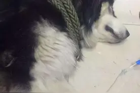 狗妈妈做了乳腺炎手术 想给待哺小狗找“奶妈”图片