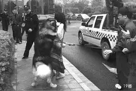 喜欢美女的阿拉斯加犬找到主人了！图片