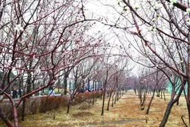 长春踏青“赏花图” 找个暖和的天儿去赏花吧图片