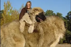 世界上最大的狗：高加索犬被赞“犬中之王”图片