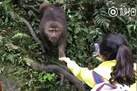 女孩峨眉山手机拍喂猴 4秒手机被猴子抢走（组图)图片