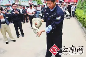 蟒蛇跑到云南的大学校园散步 学生吓得够呛图片