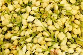茉莉花的功效 茉莉花泡茶喝能预防蛀牙图片
