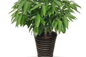 绿植杀手们 35种绿植种养攻略献上图片