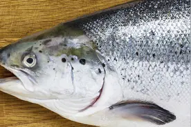 孕期食谱 豆酱水蒸巴浪鱼的做法图片