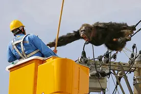 日动物园黑猩猩逃跑演习 爬上电缆后被麻醉图片