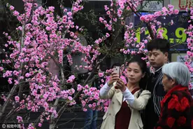 山东一商家用假花造“桃花源”，游人赏花络绎不绝排大队图片