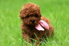 如何给幼犬喂奶？图片