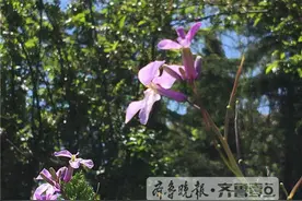 滨州雨后初晴：蓝天白云，花开叶浓图片