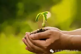 大树与小苗的对话图片