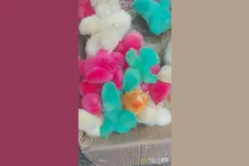 鸡仔变“七彩 ” 孩子不要买！图片