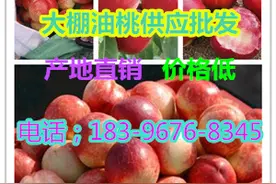 今年油桃行情发展-油桃供应基地-批发中油5号多少钱图片