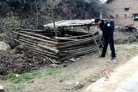 农户家年猪 “越狱潜逃”深山被寻回，二师兄要变红烧肉了图片