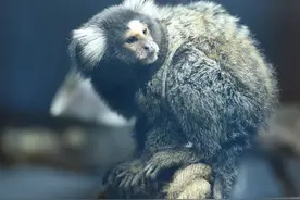 迷你小猴落户红山动物园，赤掌柽柳猴告诉你：你与今冬时尚只差一个“长筒袜”图片
