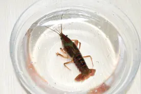 小龙虾怎么清洗最干净？小龙虾的清洗小妙招图片