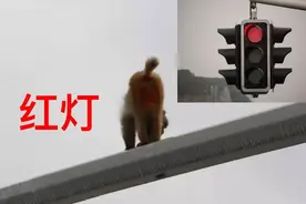 真不是段子！女司机把猴子屁股当成红灯，引发交通事故！网友：猴子全责，不该露屁股！图片