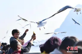 大理为保护洱海禁止人工投食红嘴鸥？官方回应图片