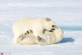挪威北极熊幼崽摔跤 雪地里滚来滚去图片