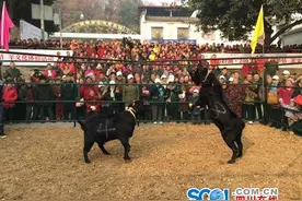 冬至到，吃羊肉 成都金堂黑山羊节开幕啦！图片