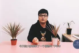 家居养花中的明星植物千年木该如何养护图片