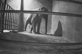 罕见 | 监控视频记录下亚洲象在云南诞下象宝瞬间图片