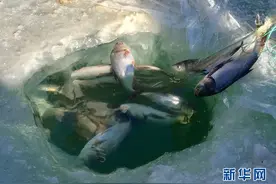 呼和浩特：哈拉沁水库捕获高山冷水鱼高白鲑图片