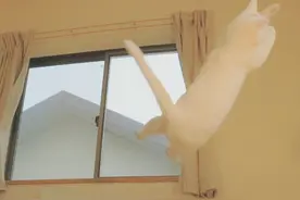 灵魂舞猫！喵星人的反地心引力空中舞蹈图片