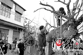 大名“卧龙古槐”躯干折断 接受手术有望重新苏醒图片
