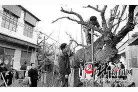 大名“卧龙古槐”躯干折断 接受手术有望重新苏醒图片