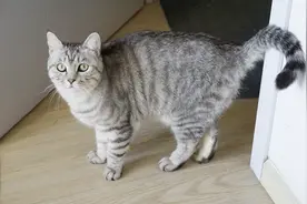 主人刚回到家，猫咪就在门口喊着一路小跑迎接主人！超暖人！视频封面