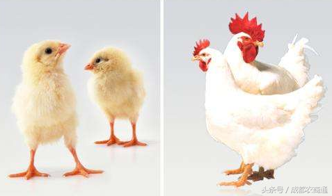 蛋鸡各生长阶段饲料标准简介