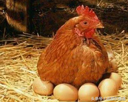 蛋鸡各生长阶段饲料标准简介