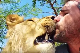 狮语者大胆头入狮口 狮子兽性未发亲昵舔舐图片