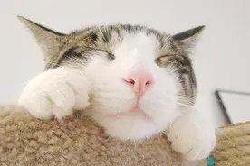盘点，各类小动物喝醉后的样子，猫咪那个最有趣视频封面