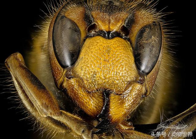 5-3.5厘米,雄蜂及工蜂较为细小.