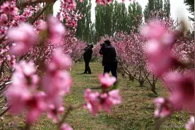 敦煌市七里镇千亩桃园竞相争艳图片