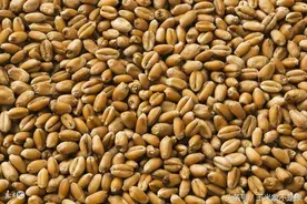 储粮发热霉变及其防治图片