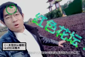 一木带你认植物：打造纯红色花坛的这种植物到底叫什么？视频封面