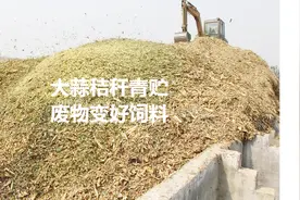 大蒜秸秆青贮变成可口饲料，成本只有青贮玉米一半成本但营养更高视频封面