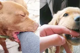 成品在公园在乡下被狗咬伤的急救神方，不容错过，错过后悔一辈子视频封面