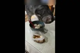 这外卖还能吃吗？刚拿到手的外卖，猫咪竟然如此对待！