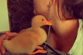 小黄鸭非常依赖主人，天天跟着他后面，好可爱啊视频封面