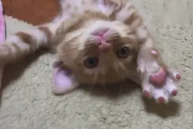 主人不给猫咪吃的，猫咪就自己打自己，而且还越打越用力！视频封面