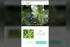 想不到支付宝除了支付还有这样的功能，花花草草扫一下就帮你认出视频封面