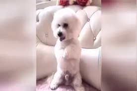 过年了，教狗狗恭喜发财的教程，拿走不谢，保准一天就能学会