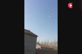 这只鸽子是喝醉了吗？空中连续翻跟头太厉害了！视频封面