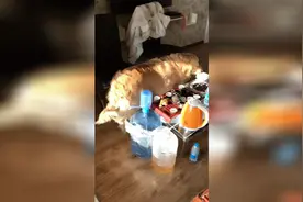 当主人生病了 看看狗狗是什么反应视频封面