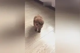 主人教狗狗学叫妈妈！狗狗学得还真是人模狗样！