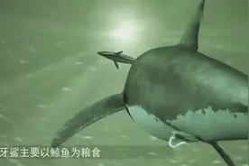 世界上最大的鲨鱼，长约20米，以鲸鱼为食！来看看视频封面